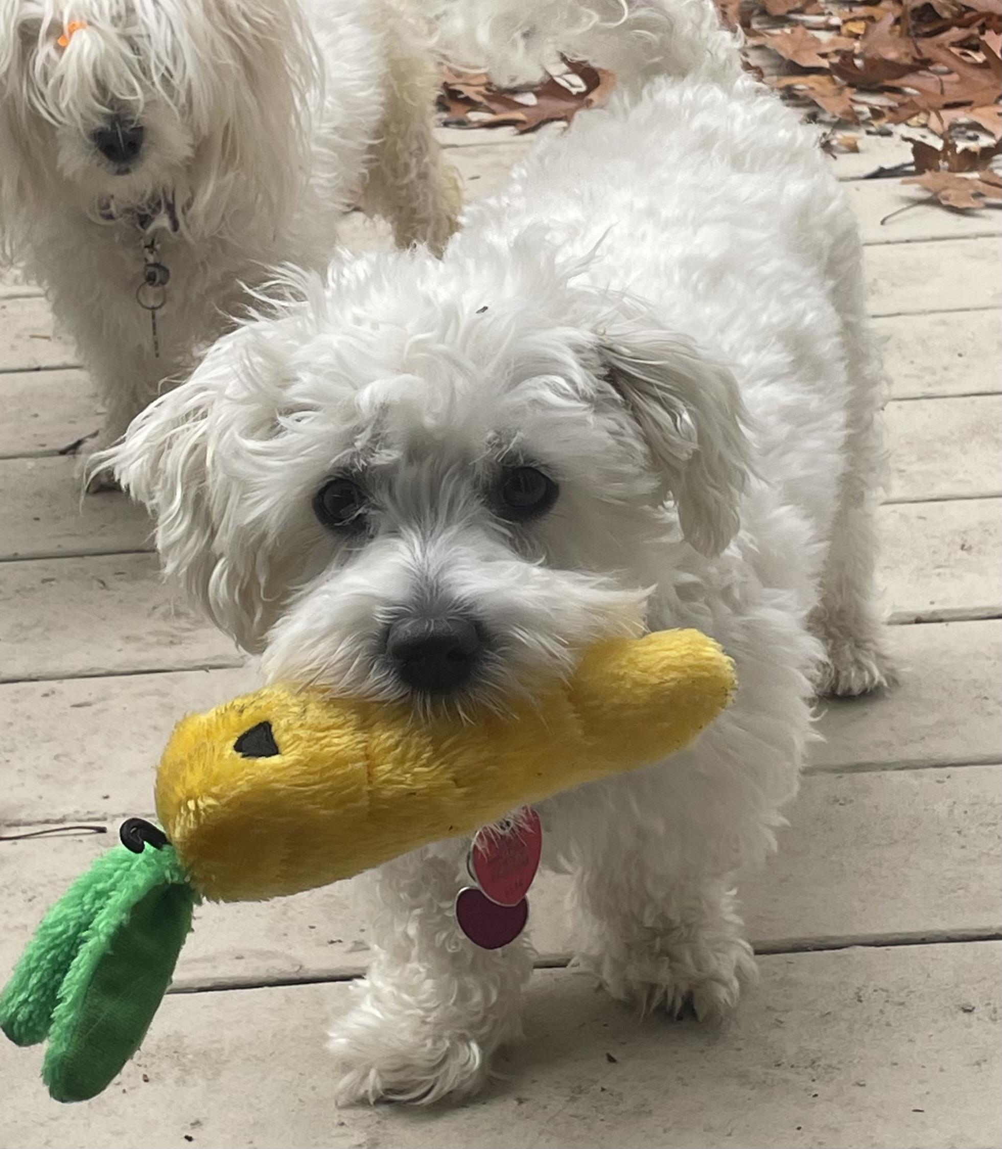 Dior, Adoptable, Young Male Maltese & Bichon Frise.