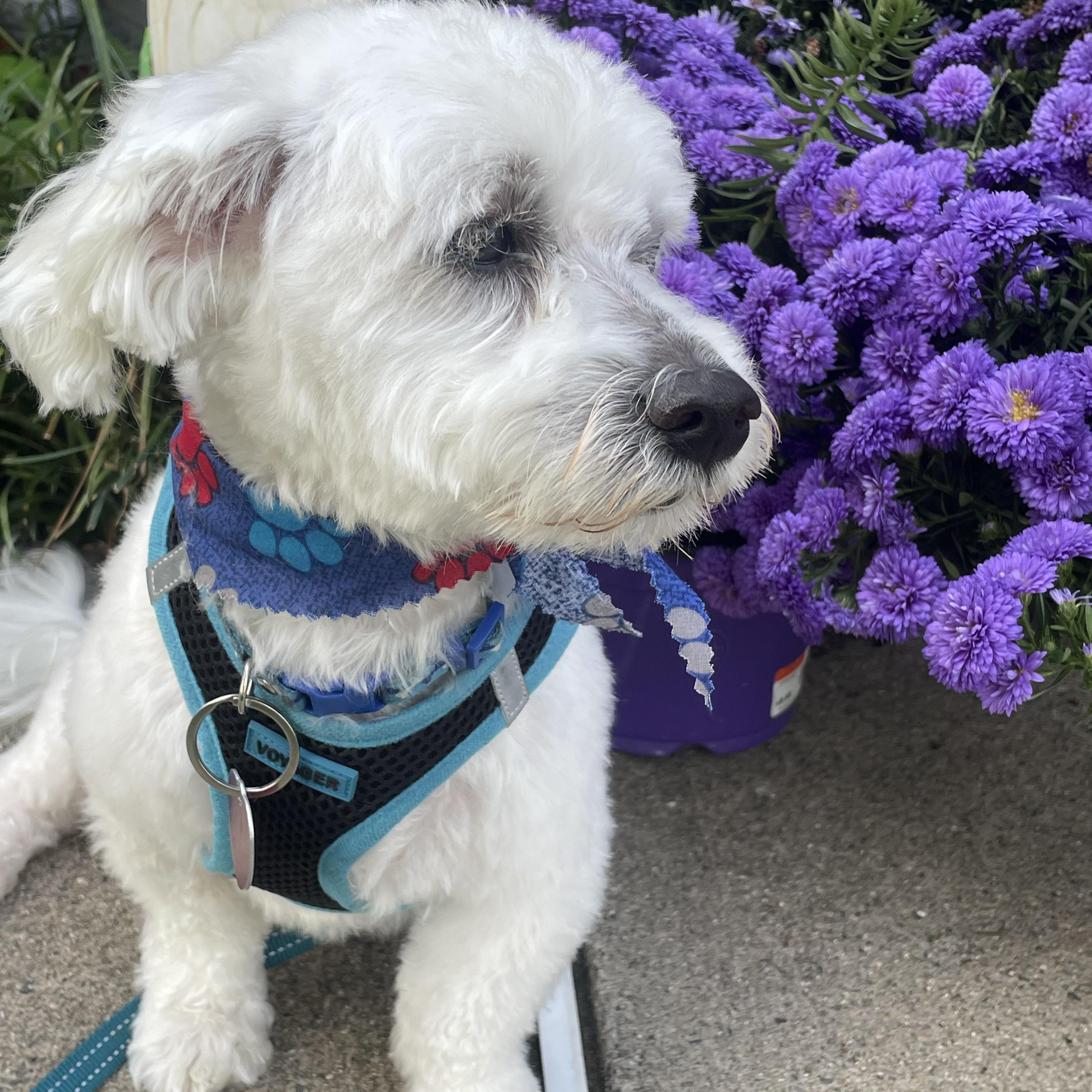 Enlarge Dior, a Adoptable mixed breed in Paramus, NJ image 4/5