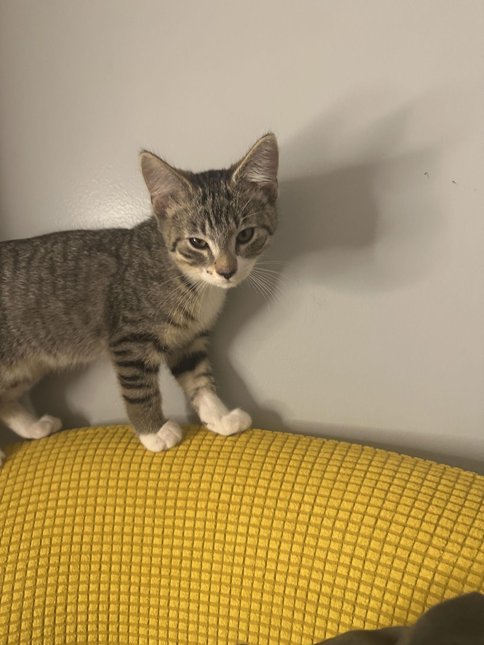 Jack Skellington thumbnail 4