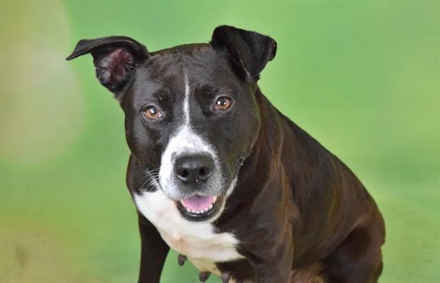 GRACIE BURNS, Adoptable, Adult Female American Staffordshire Terrier.