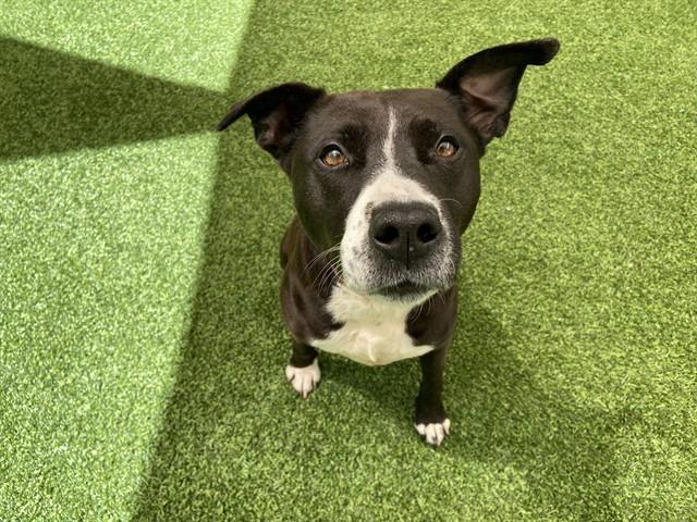 GRACIE BURNS, Adoptable, Adult Female American Staffordshire Terrier.