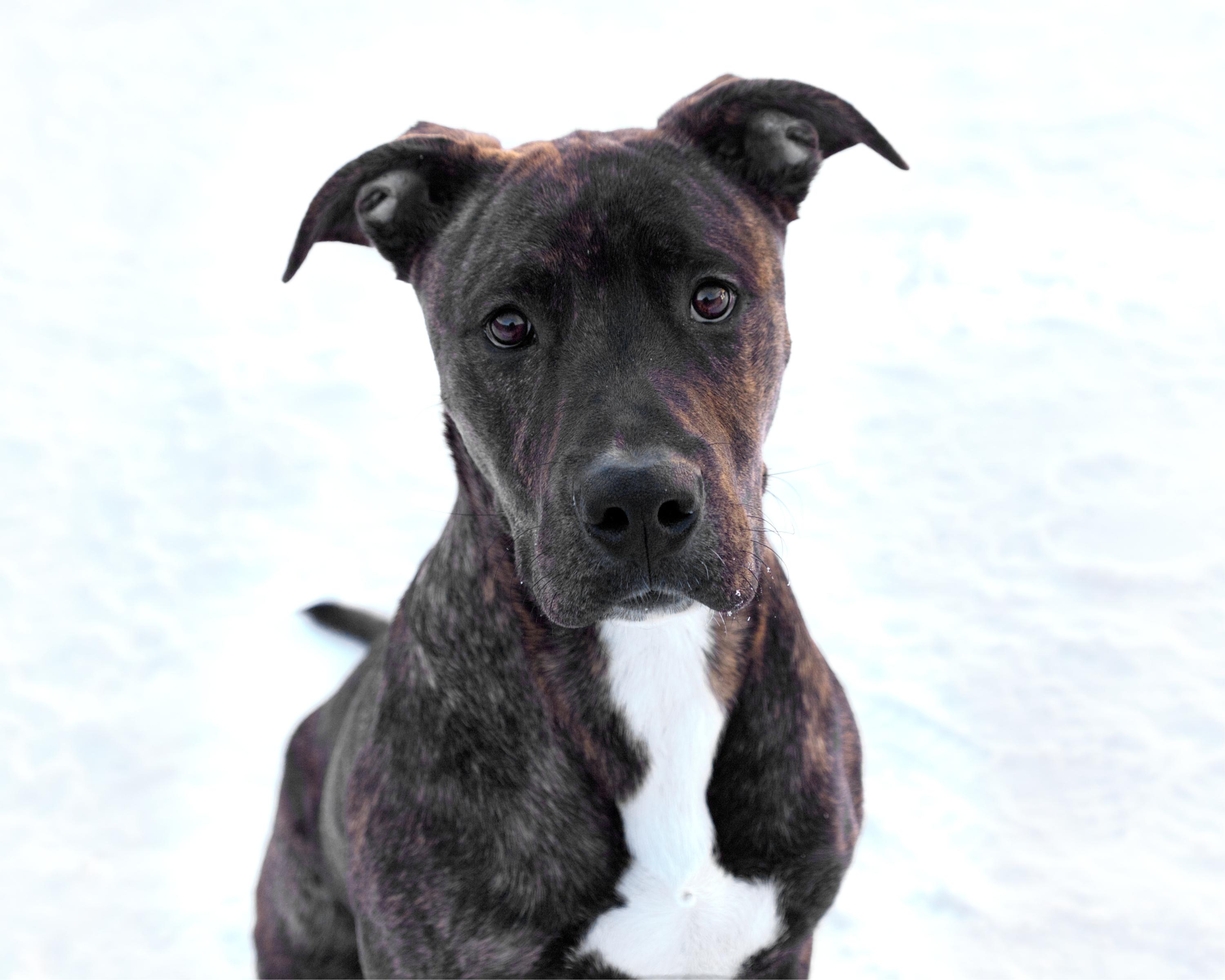 Moose, adoptable, Adult Male Mastiff.