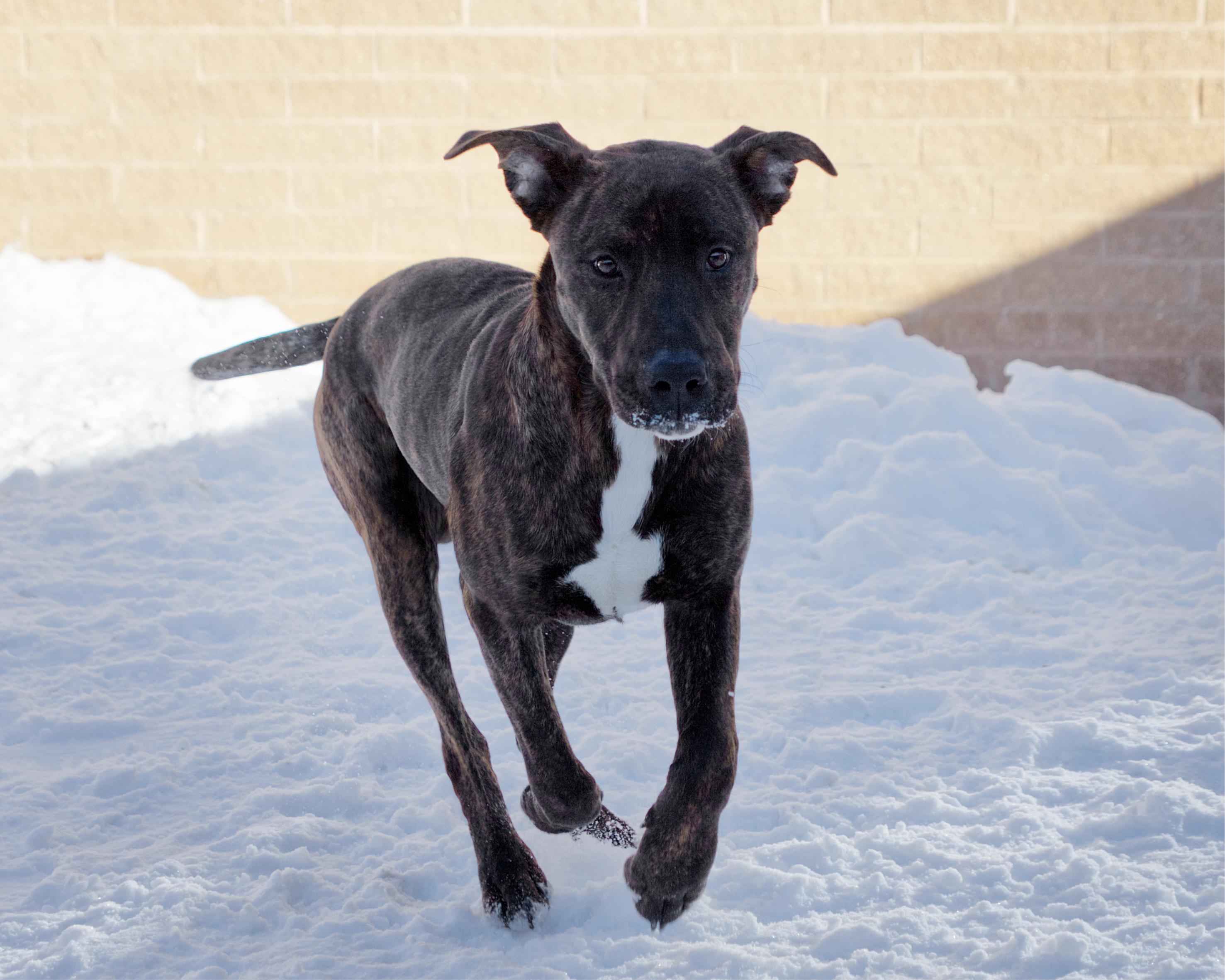 Enlarge Moose, an adoptable mixed breed in Winnipeg, MB image 3/3