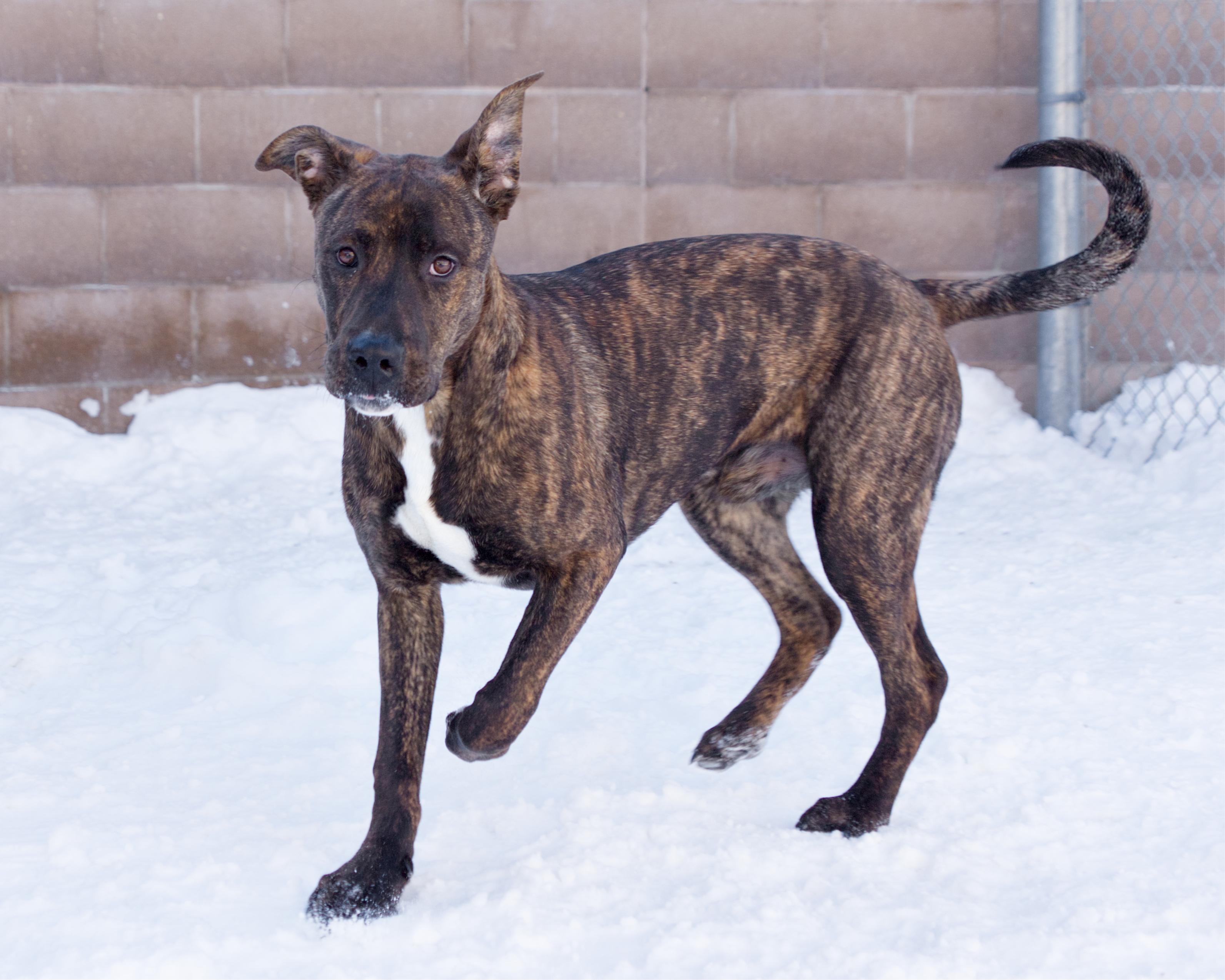 Enlarge Moose, an adoptable mixed breed in Winnipeg, MB image 2/3