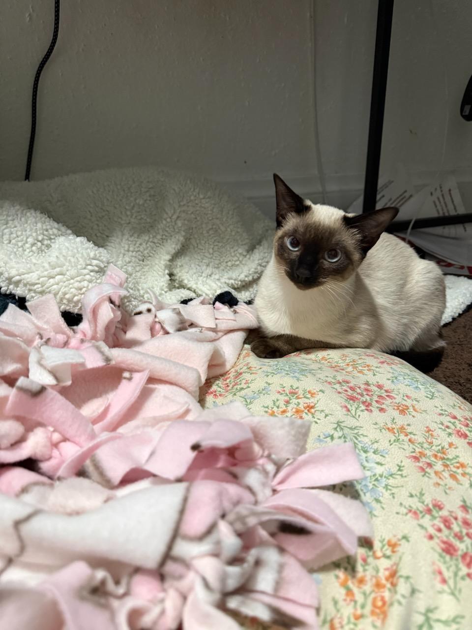 Enlarge Paris, a Adoptable Domestic Short Hair in Kenosha , WI image 1/3