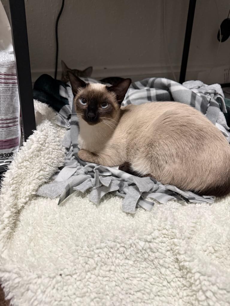 Enlarge Paris, a Adoptable Domestic Short Hair in Kenosha , WI image 2/3