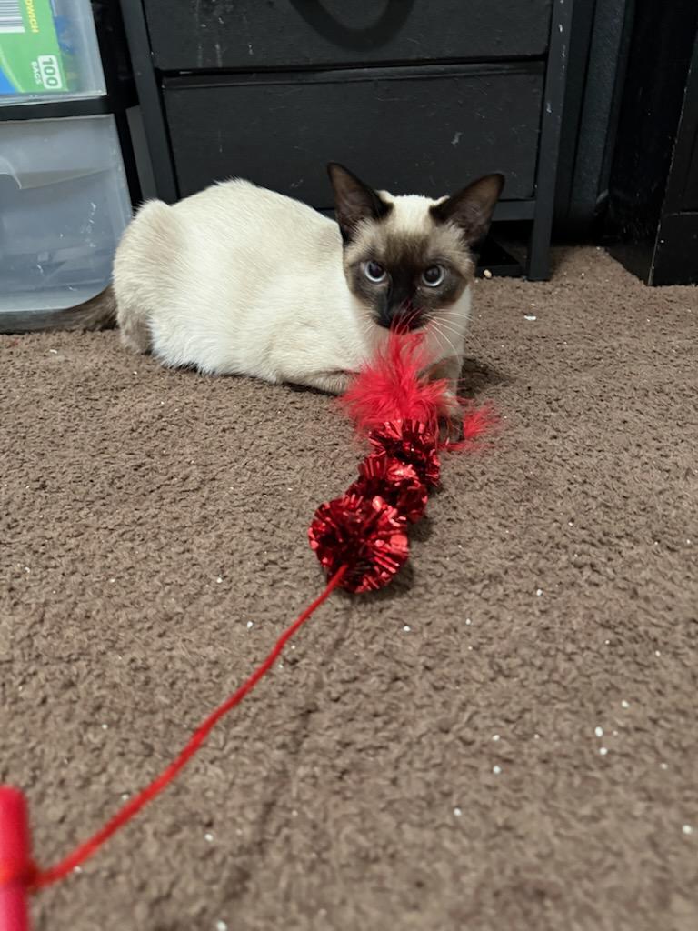 Enlarge Paris, a Adoptable Domestic Short Hair in Kenosha , WI image 3/3