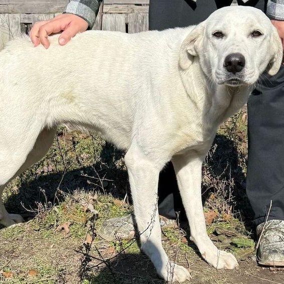 Resolution, a Adoptable Akbash in Larkspur, CO image 1/4