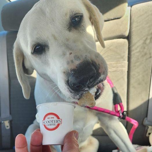 Resolution, a Adoptable Akbash in Larkspur, CO image 2/4