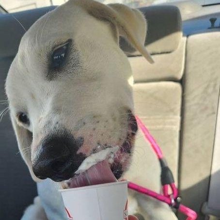 Resolution, a Adoptable Akbash in Larkspur, CO image 3/4