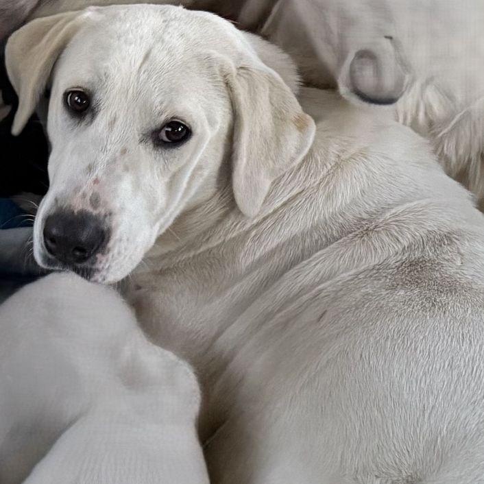 Resolution, a Adoptable Akbash in Larkspur, CO image 4/4