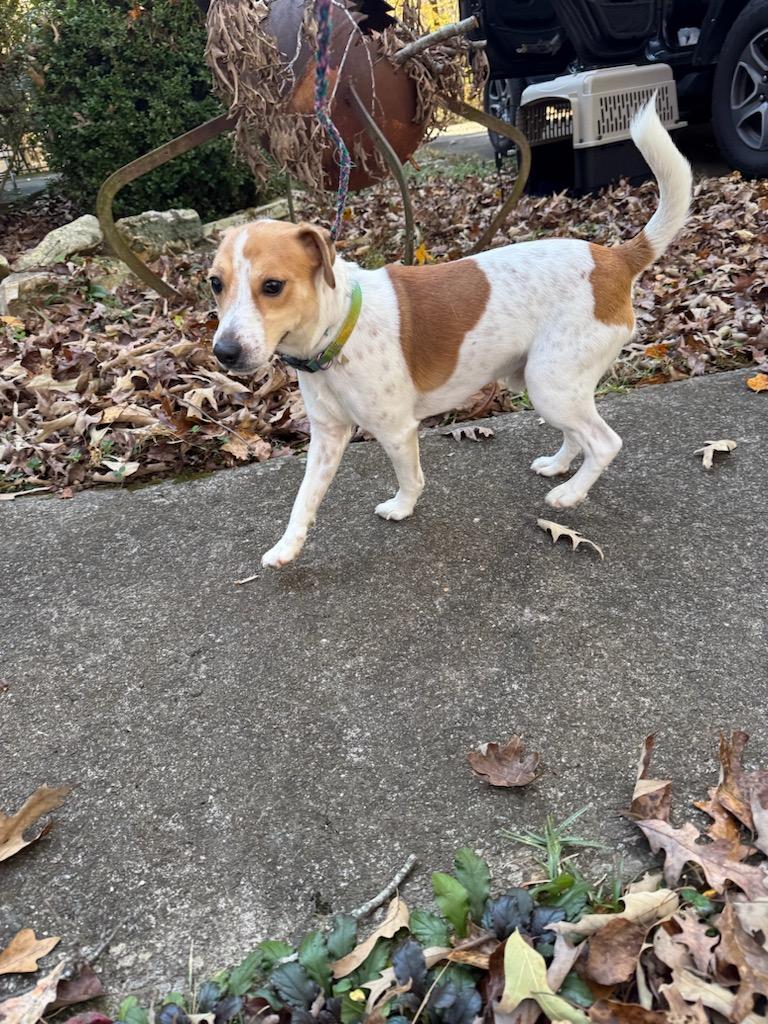 Kylo, Adoptable, Young Male Jack Russell Terrier.