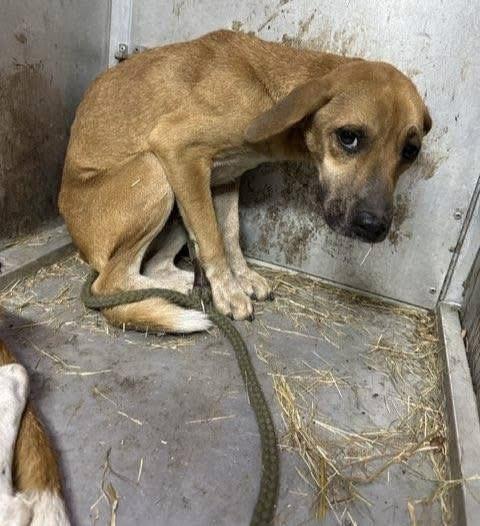 Meet Jayde — 8 Months Old, Brave, and Ready for a New Beginning