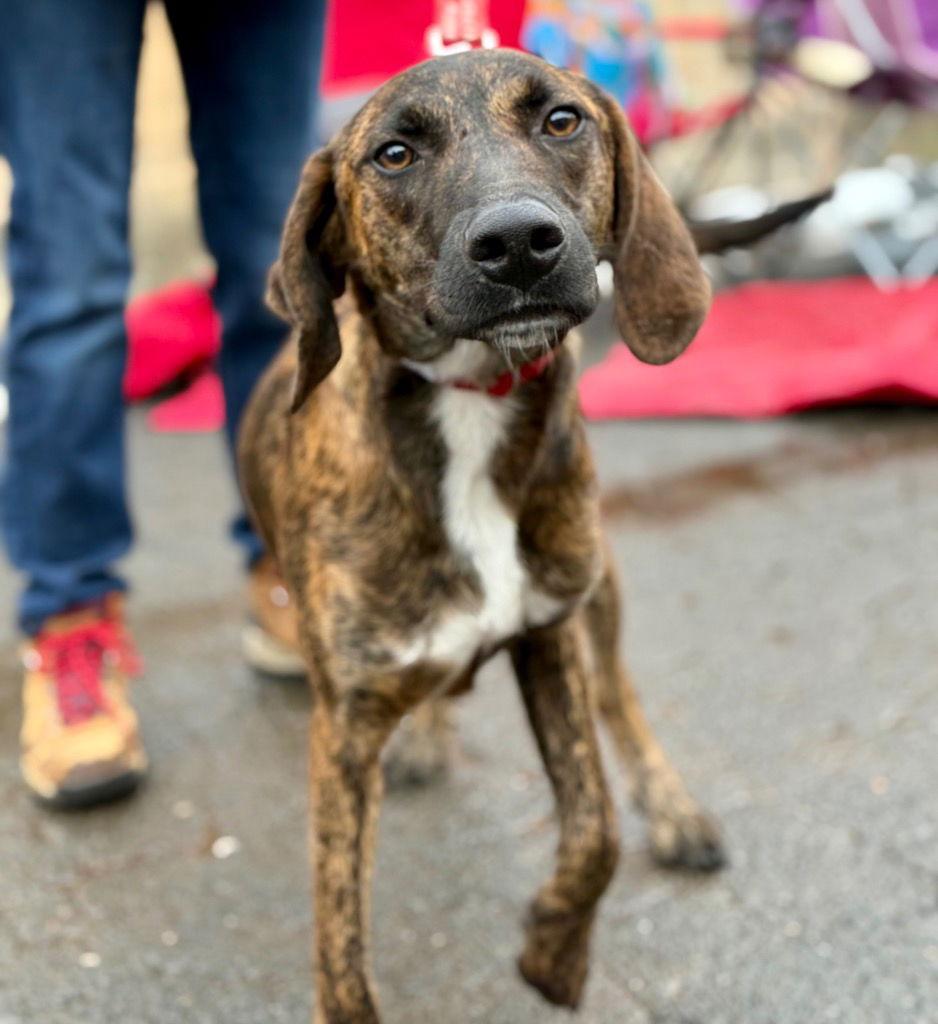 Pistachio, Adoptable, Young Male Plott Hound & Terrier.