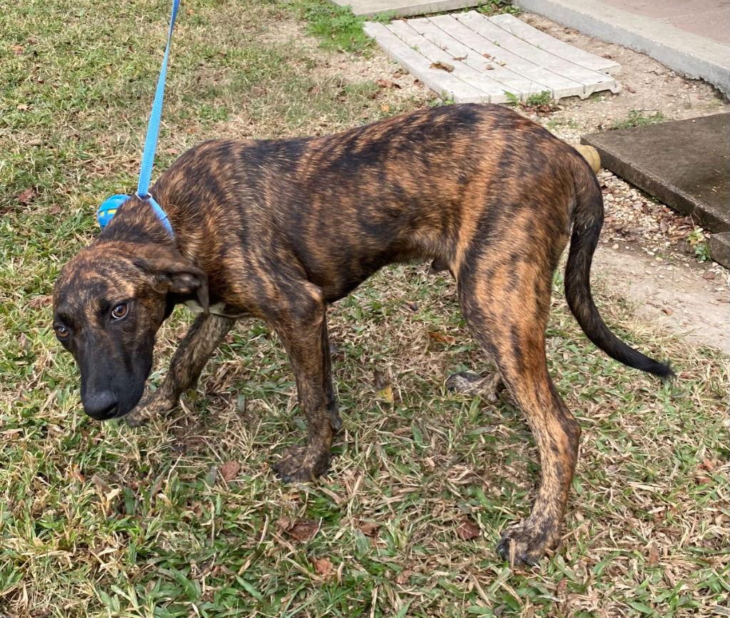 Pistachio thumbnail 2