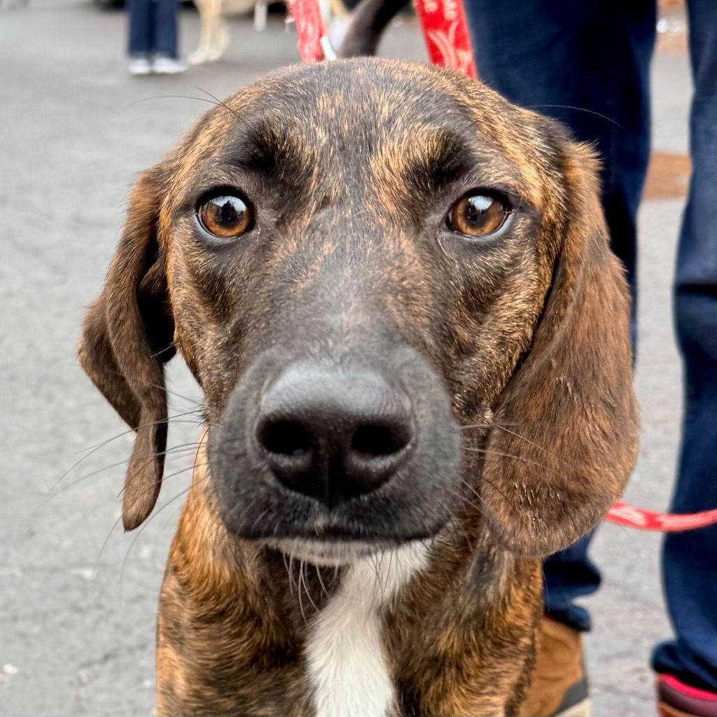 Pistachio thumbnail 3