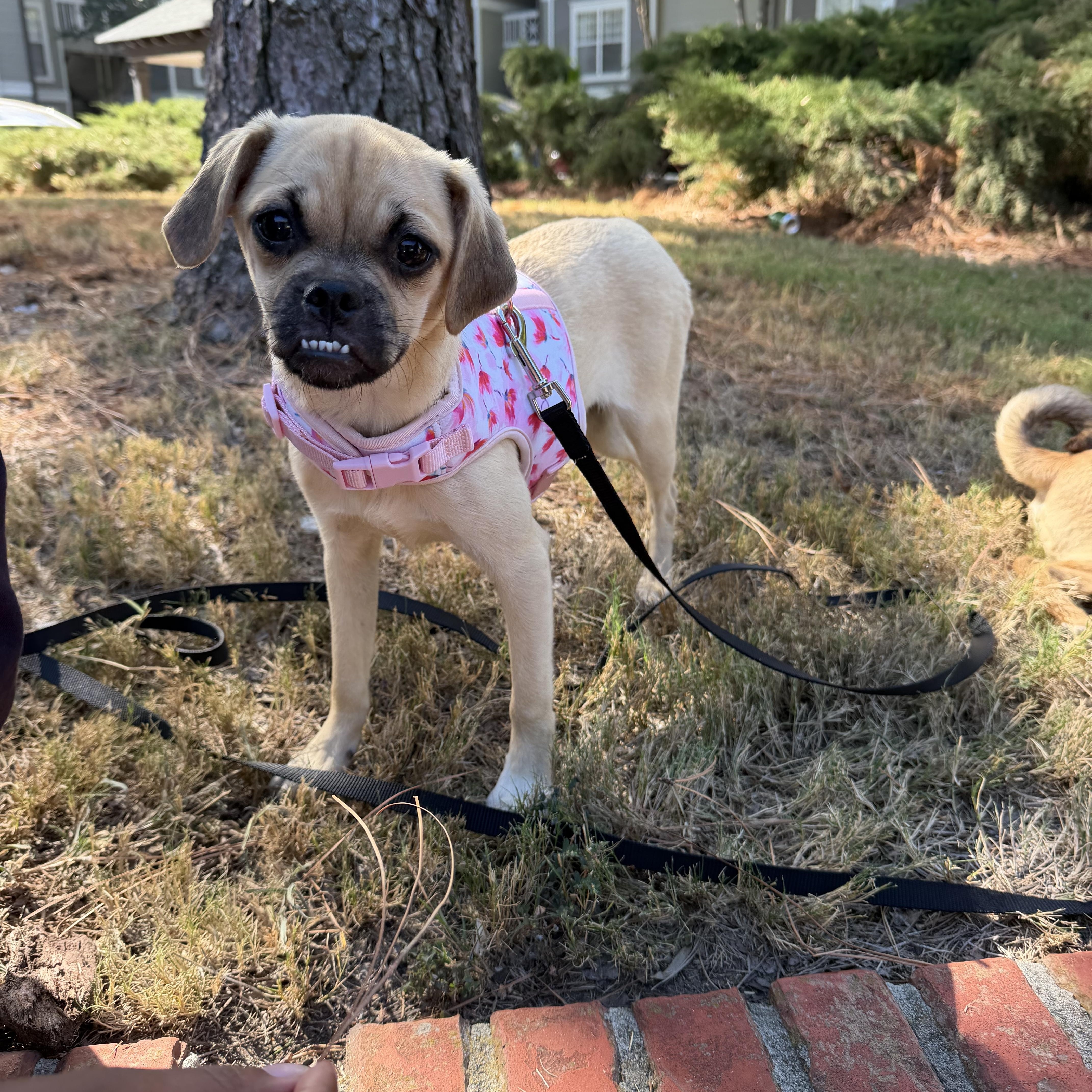 Maevis, Adoptable, Young Female Puggle.