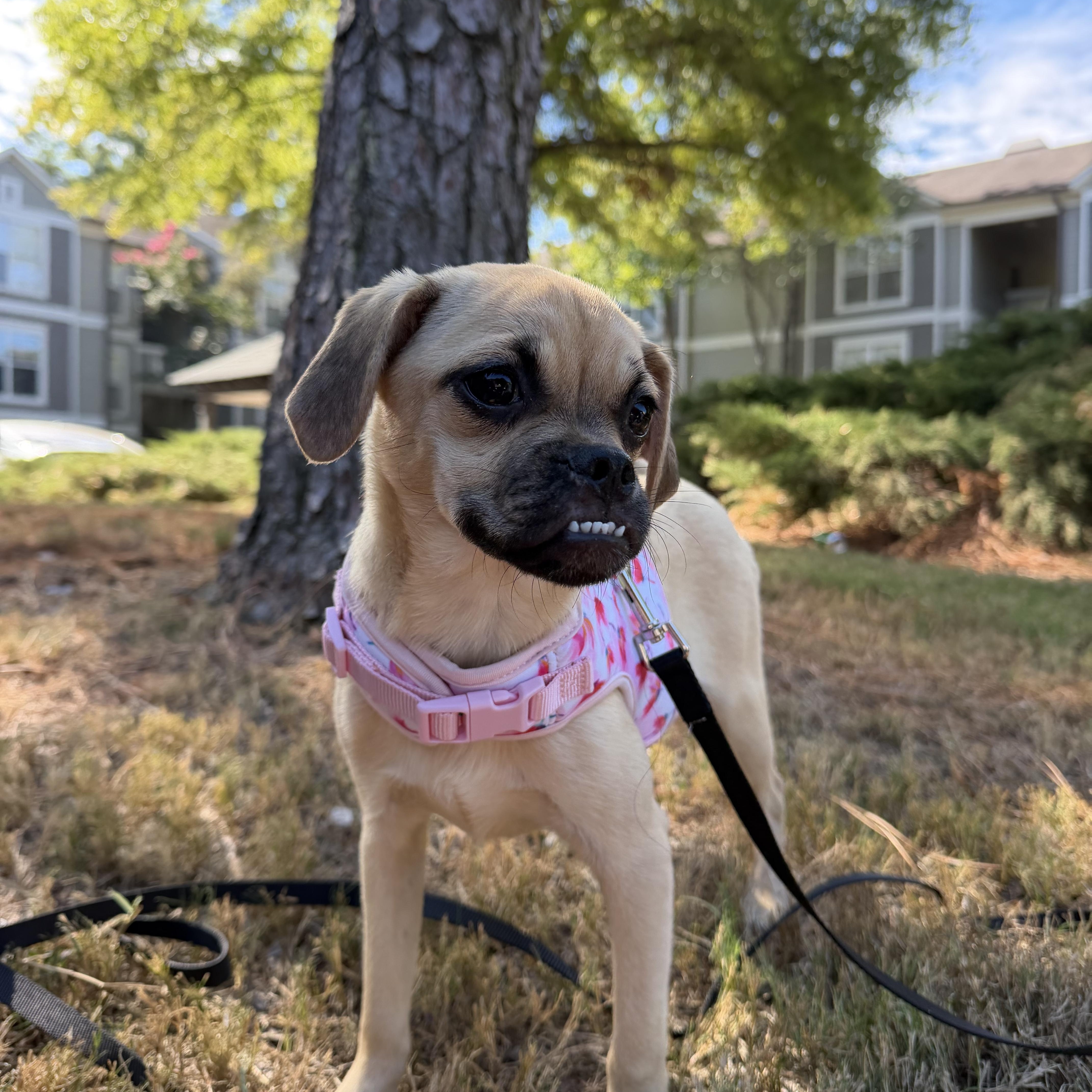 Enlarge Maevis, a Adoptable Puggle in Memphis, TN image 5/5