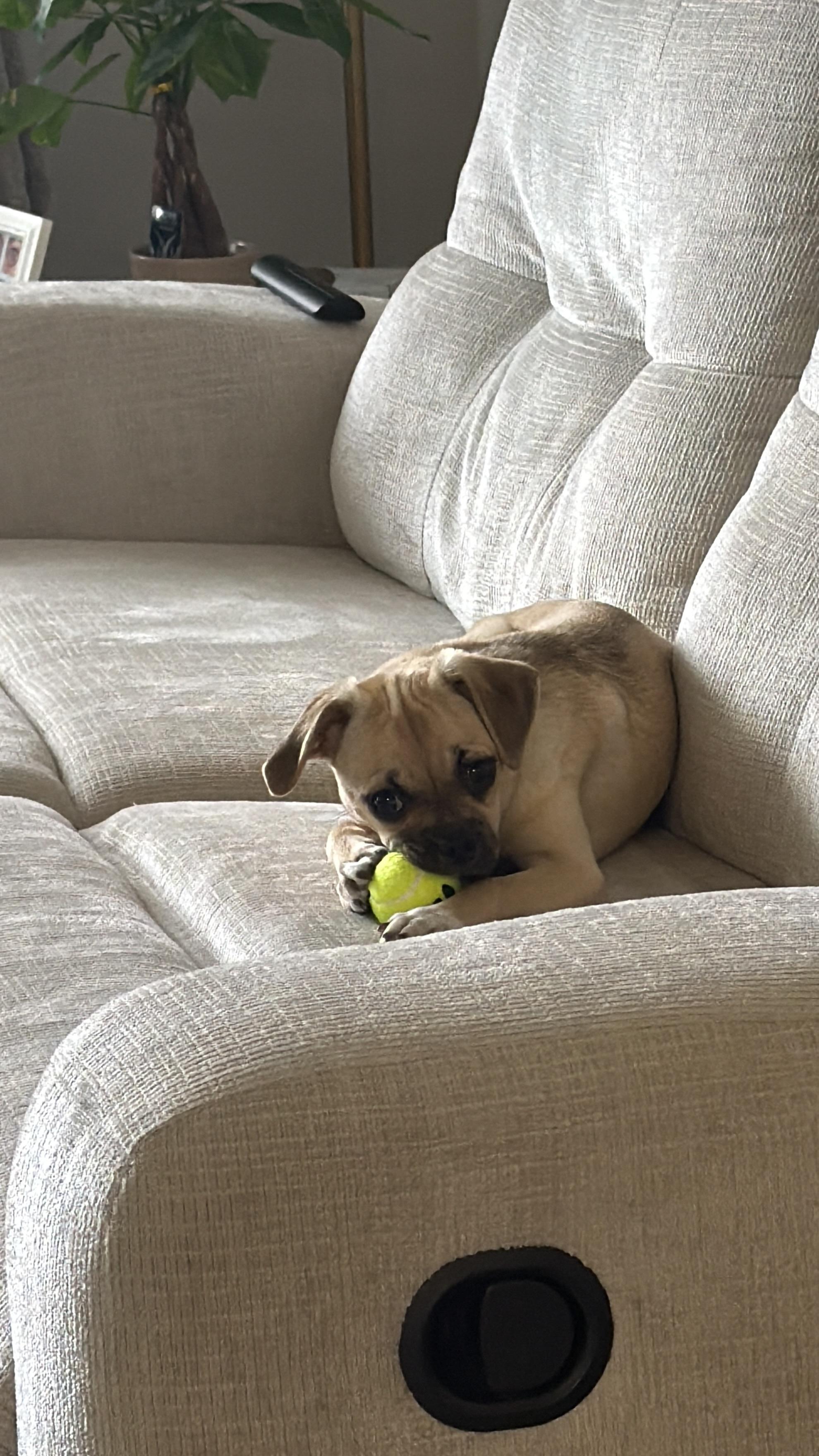 Enlarge Maevis, a Adoptable Puggle in Memphis, TN image 3/5