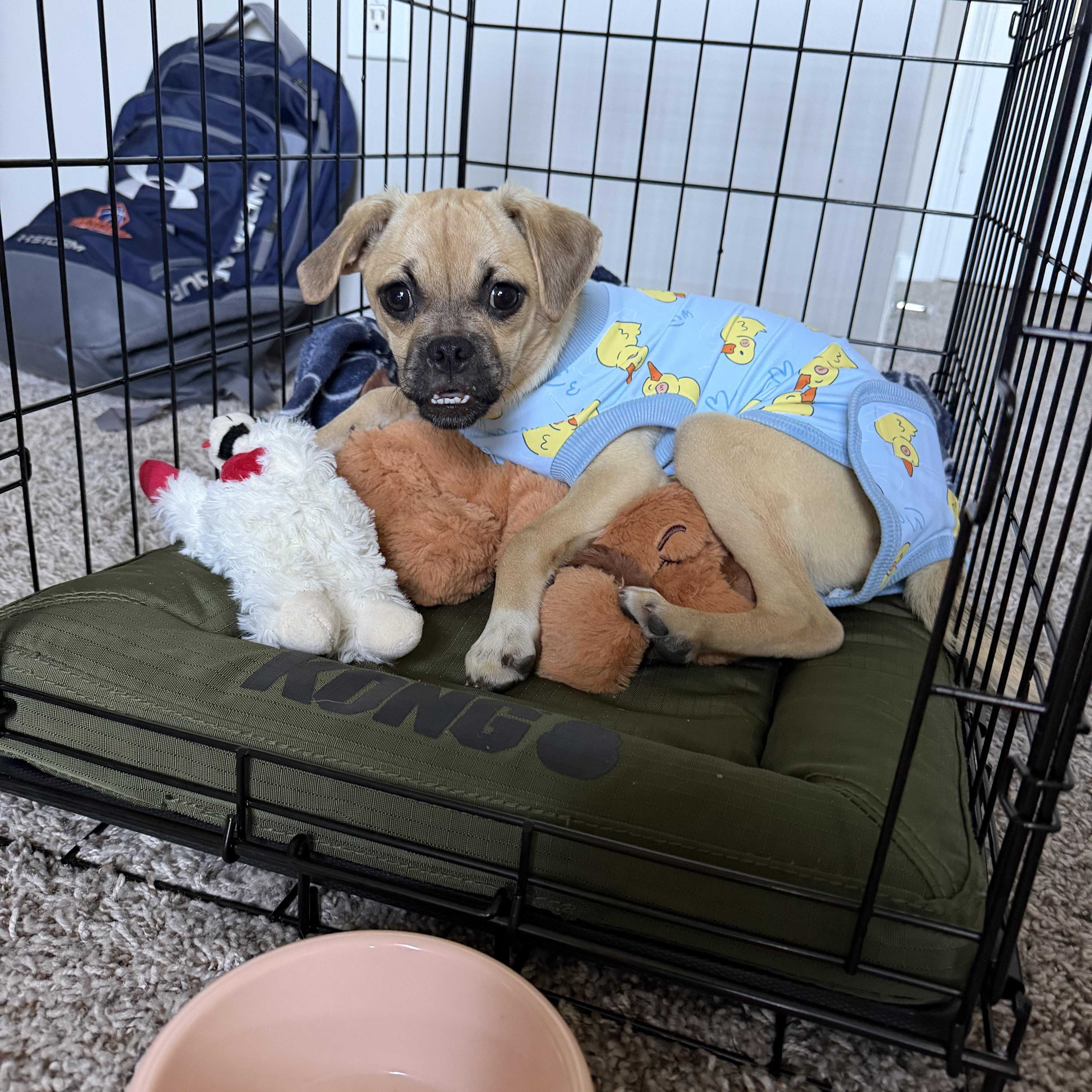 Enlarge Maevis, a Adoptable Puggle in Memphis, TN image 2/5