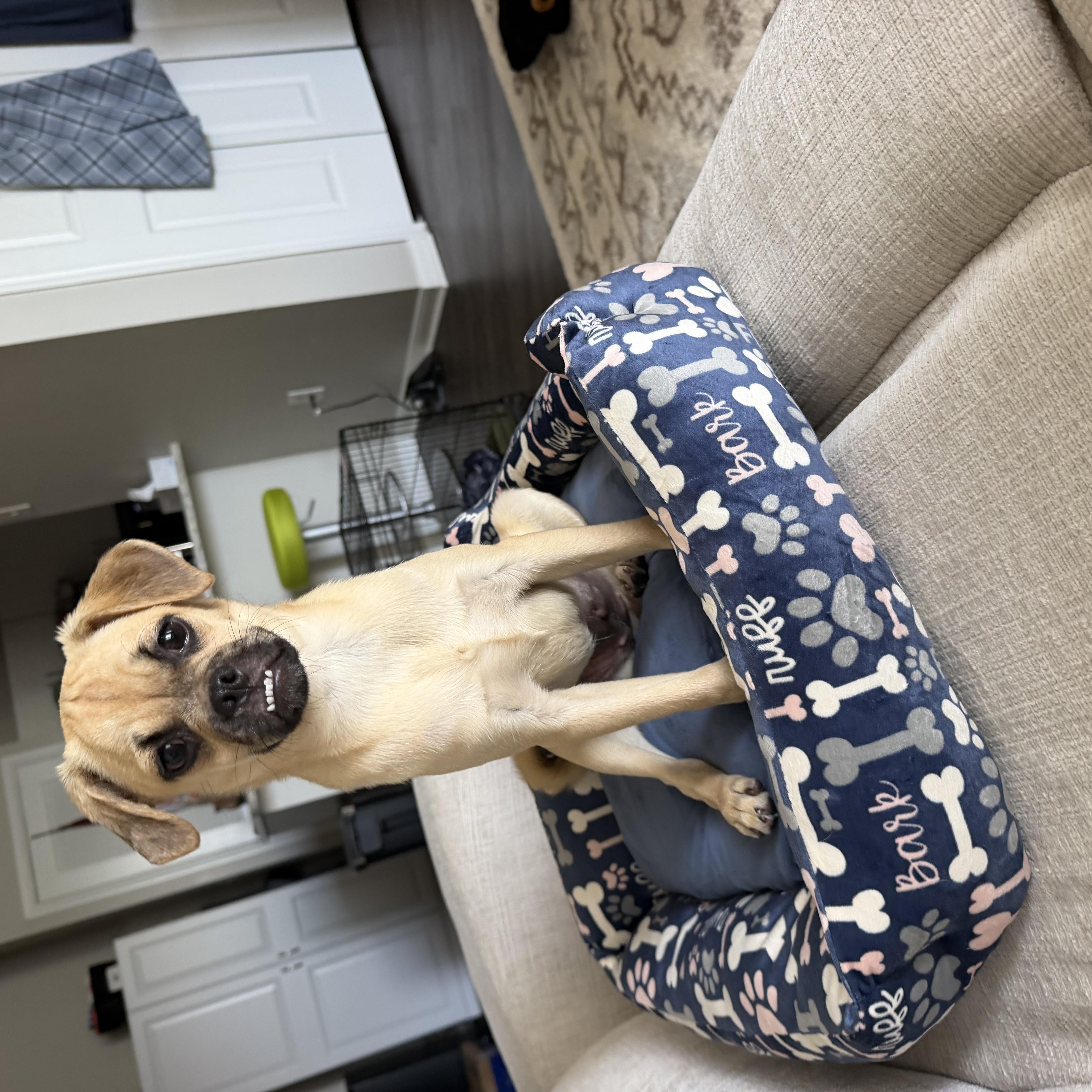 Enlarge Maevis, a Adoptable Puggle in Memphis, TN image 4/5