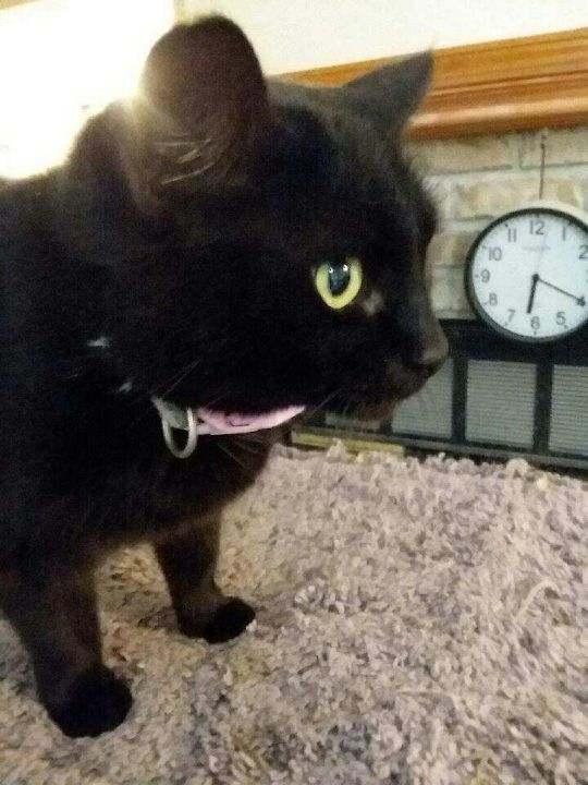 Enlarge Betty Lou, a ADOPTABLE mixed breed in Shrewsbury, MA image 3/4