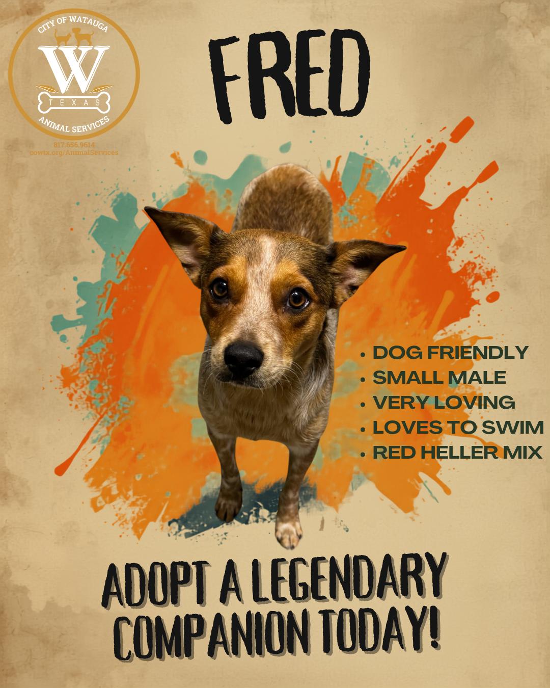 Enlarge Fred, a ADOPTABLE Australian Cattle Dog / Blue Heeler in Watauga, TX image 1/1