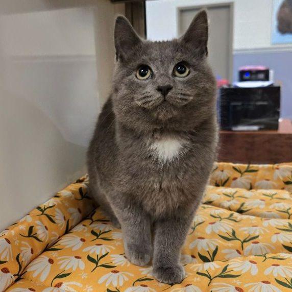 Enlarge Huey, an adopted Domestic Short Hair in Hilton Head Island, SC image 1/1