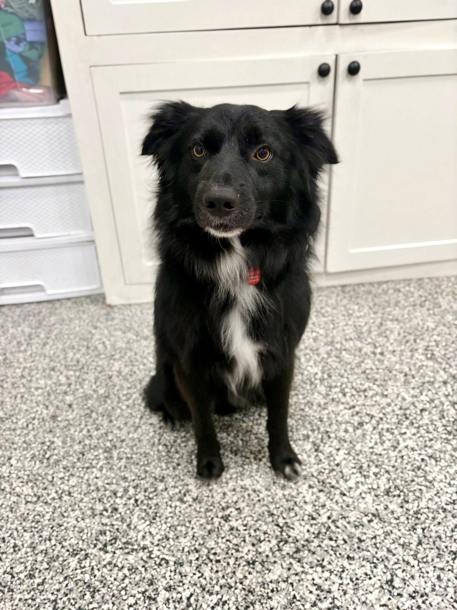 Enlarge DUTCH, an adopted mixed breed in Branford, CT image 1/3