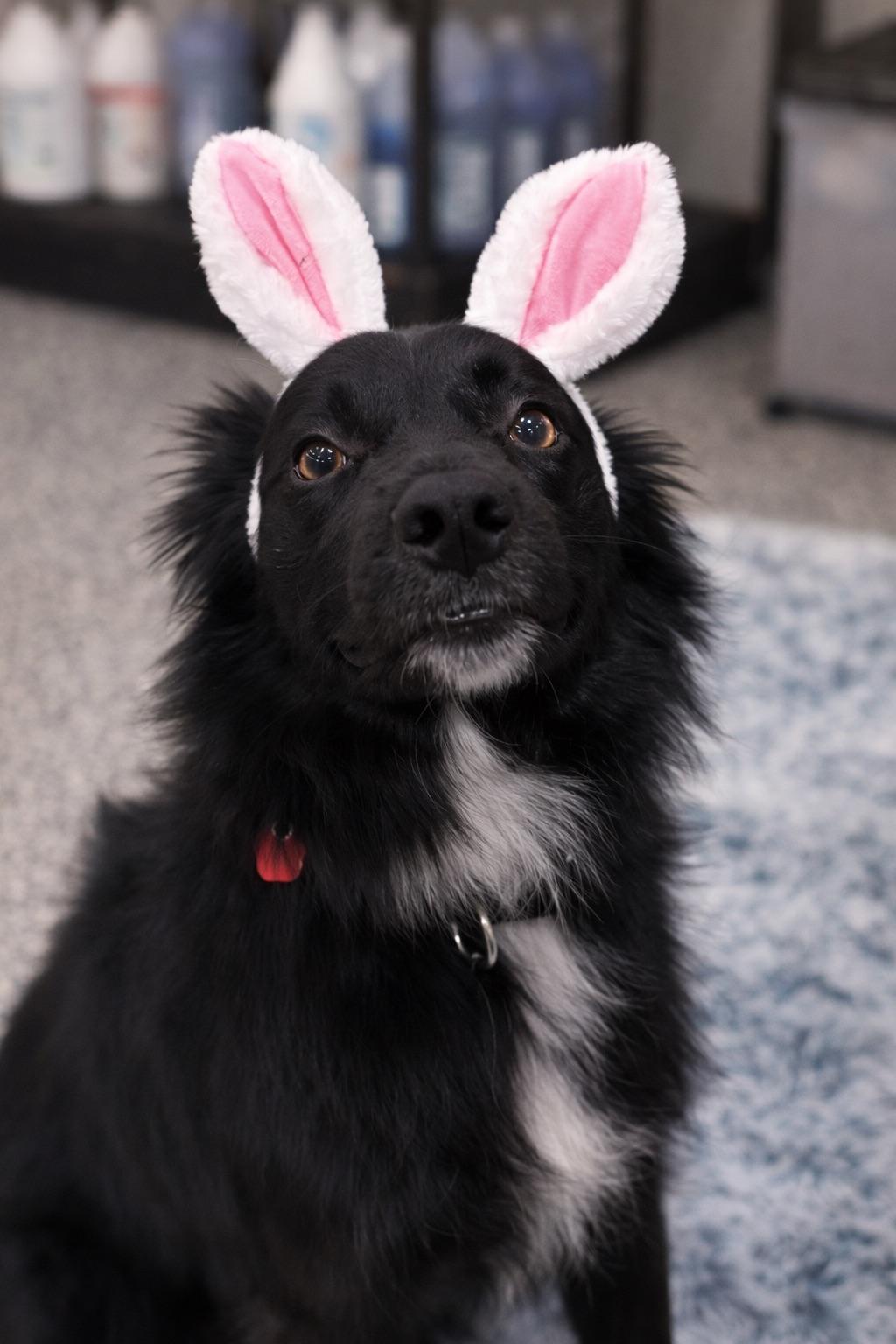 Enlarge DUTCH, an adopted mixed breed in Branford, CT image 3/3