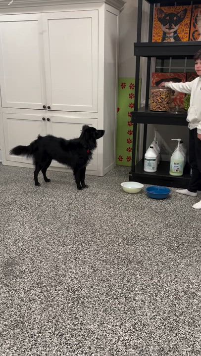 Enlarge DUTCH, an adopted mixed breed in Branford, CT video 2/3