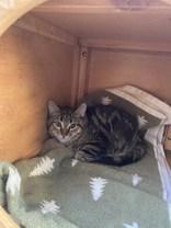 Panini, ADOPTABLE, Young Female Domestic Short Hair.