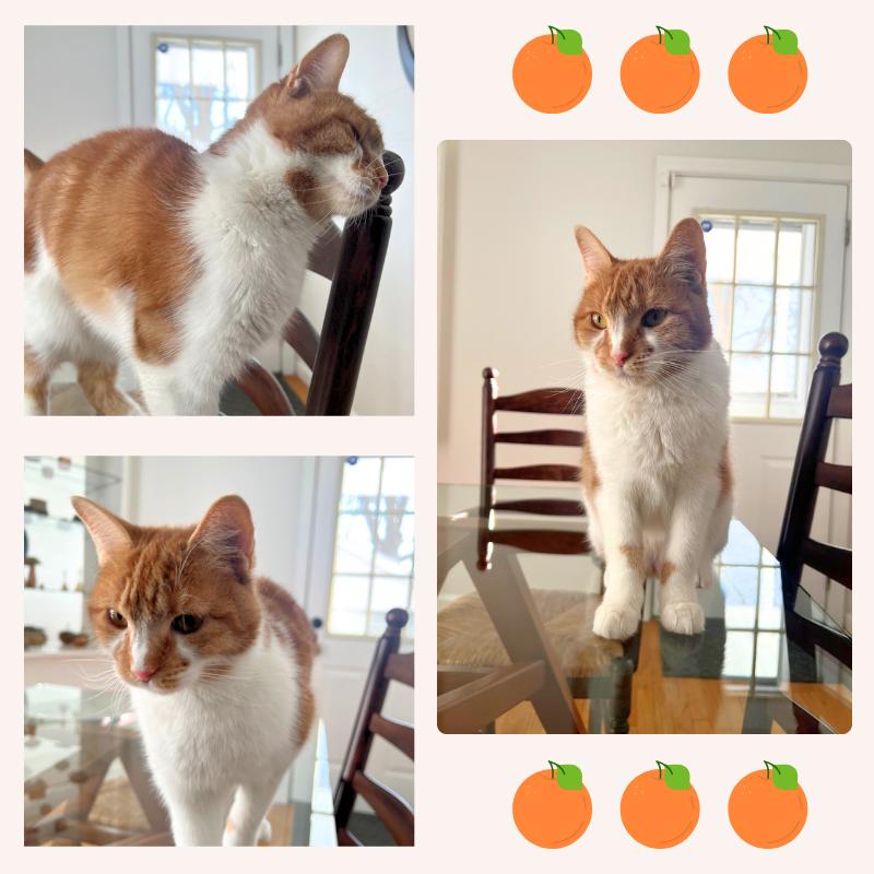 Clementine photo 2