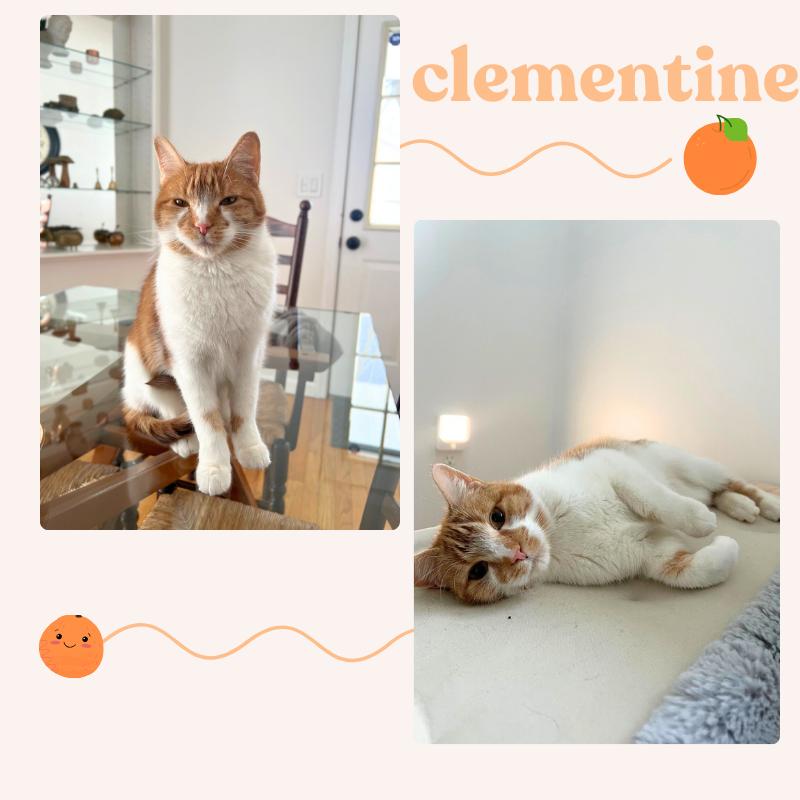 Clementine, Young Female Domestic Short Hair