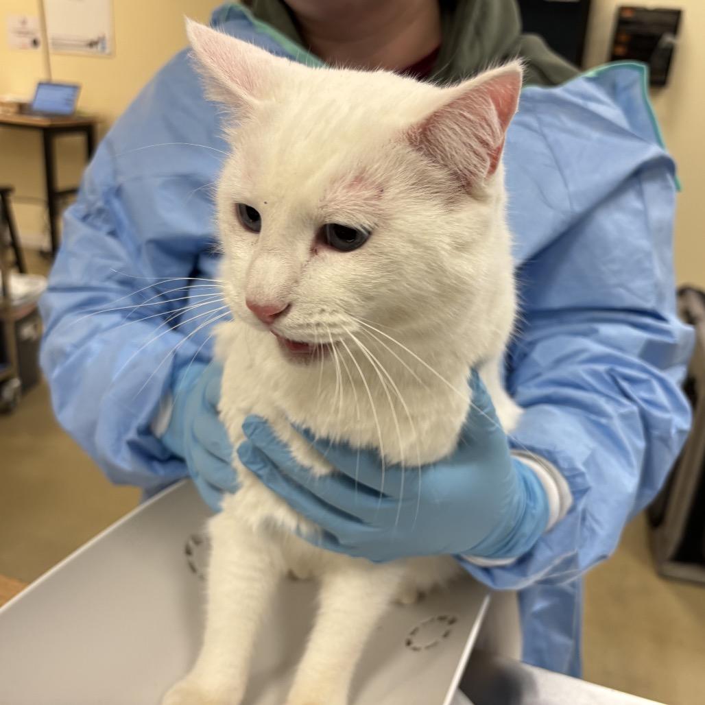 Peter Venkman, Adoptable, Young Male Domestic Short Hair.