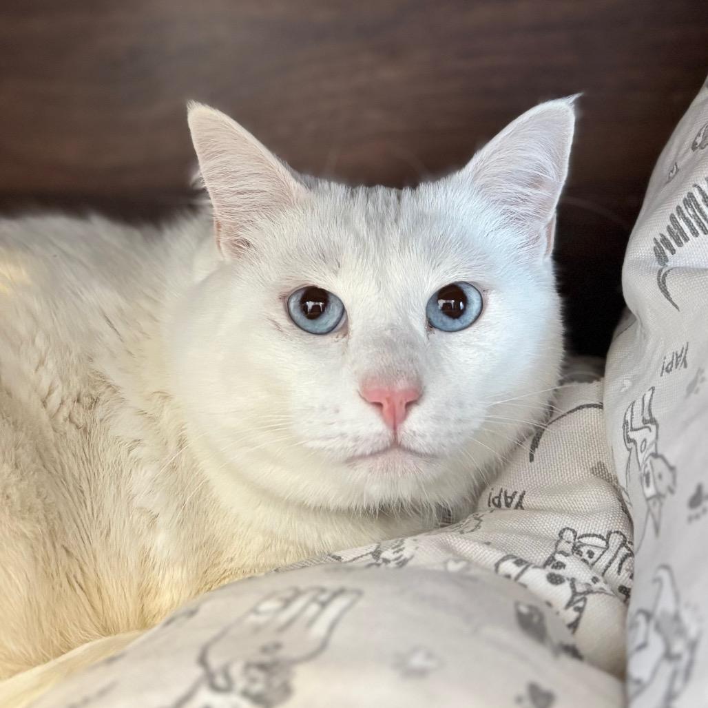 Enlarge Peter Venkman, a Adoptable Domestic Short Hair in Park City, UT image 2/2