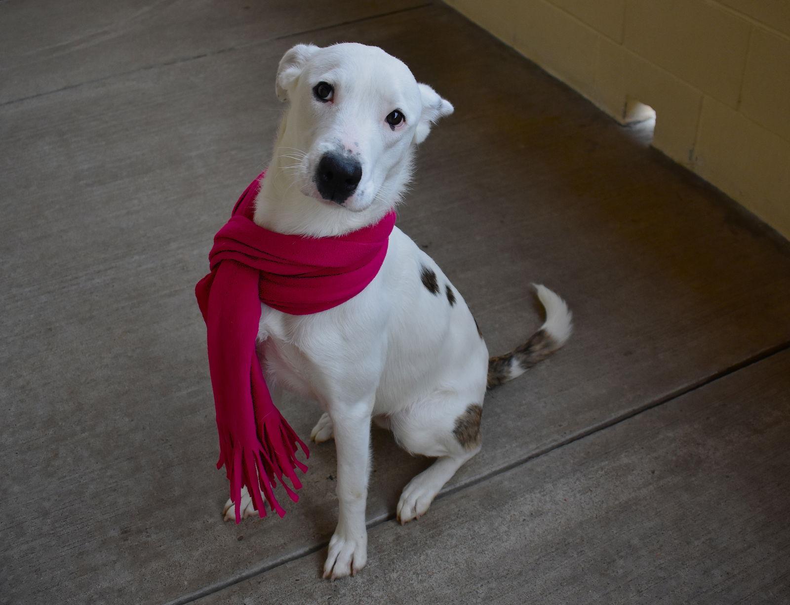 Enlarge Kiwi, a Adoptable Great Pyrenees in McKinney, TX image 1/3