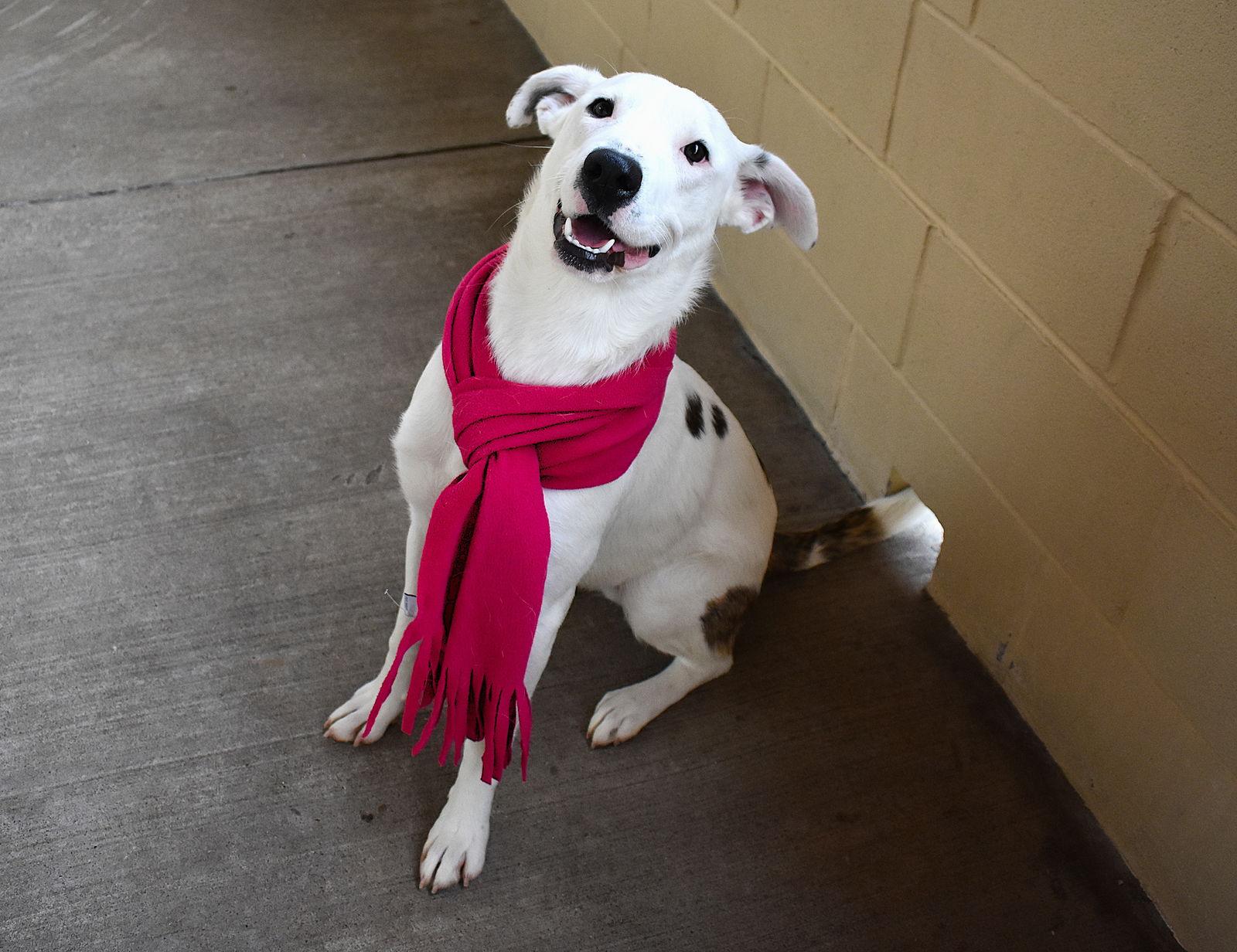 Enlarge Kiwi, a Adoptable Great Pyrenees in McKinney, TX image 2/3