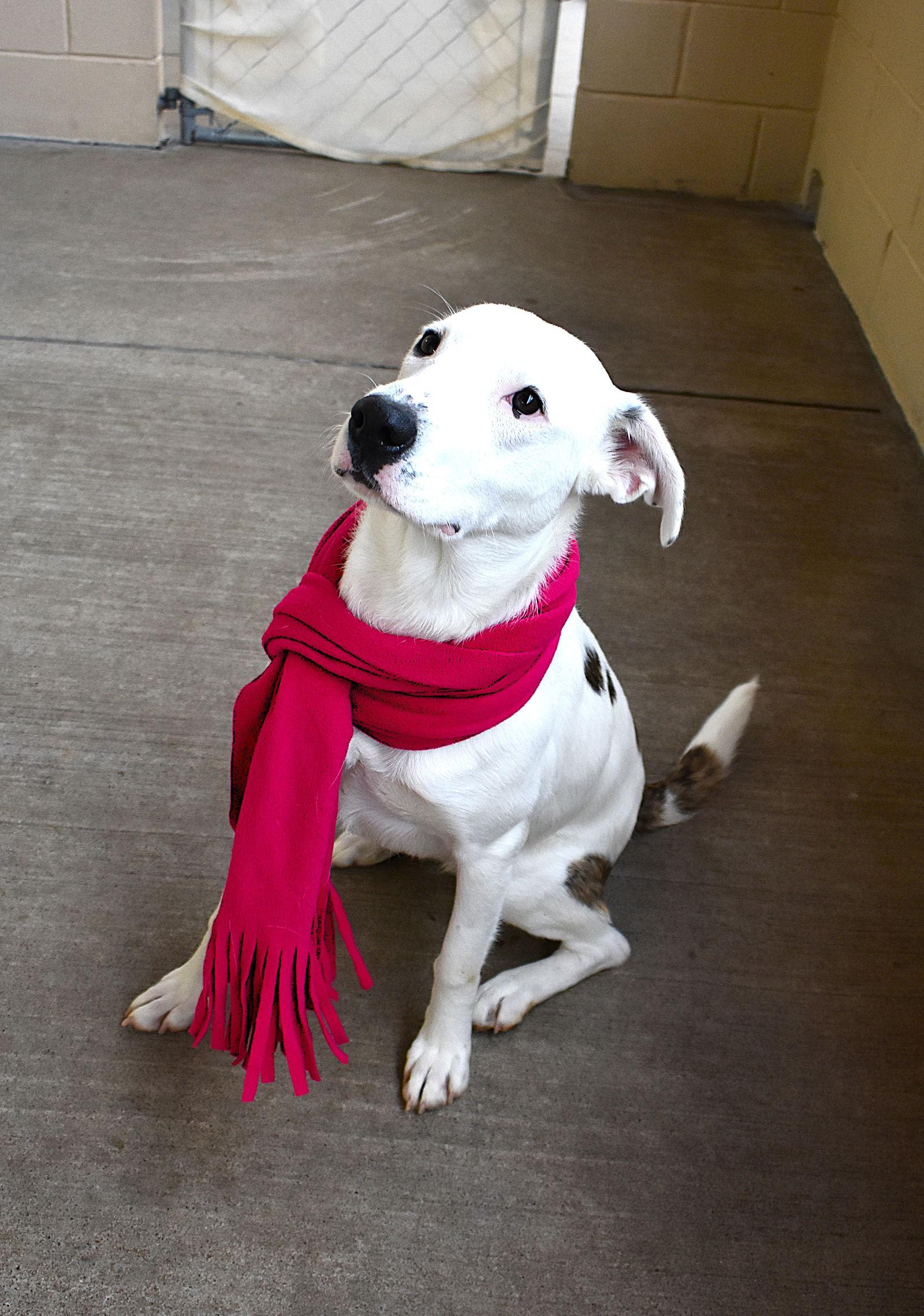 Enlarge Kiwi, a Adoptable Great Pyrenees in McKinney, TX image 3/3