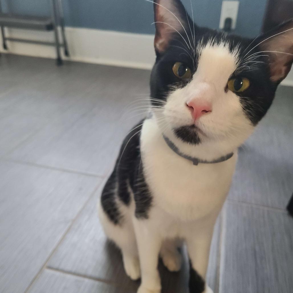 Enlarge MIEL, a Adoptable Domestic Short Hair in San Antonio, TX image 2/6