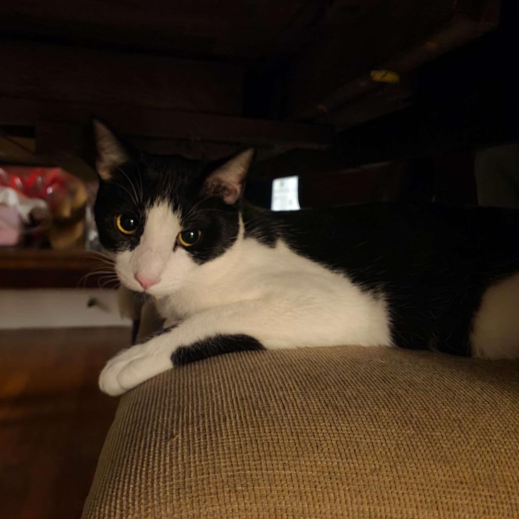 Enlarge MIEL, a Adoptable Domestic Short Hair in San Antonio, TX image 3/6