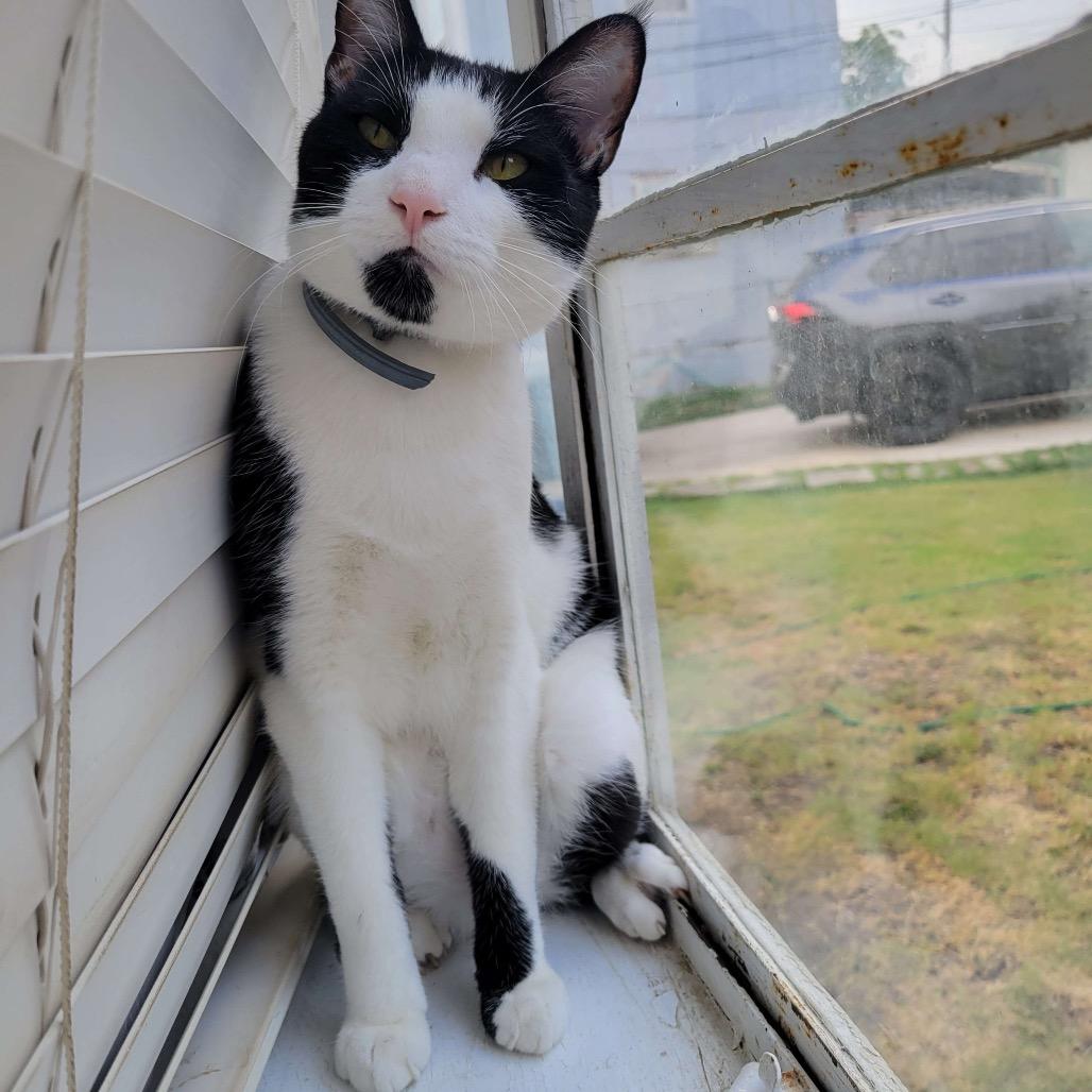 Enlarge MIEL, a Adoptable Domestic Short Hair in San Antonio, TX image 4/6