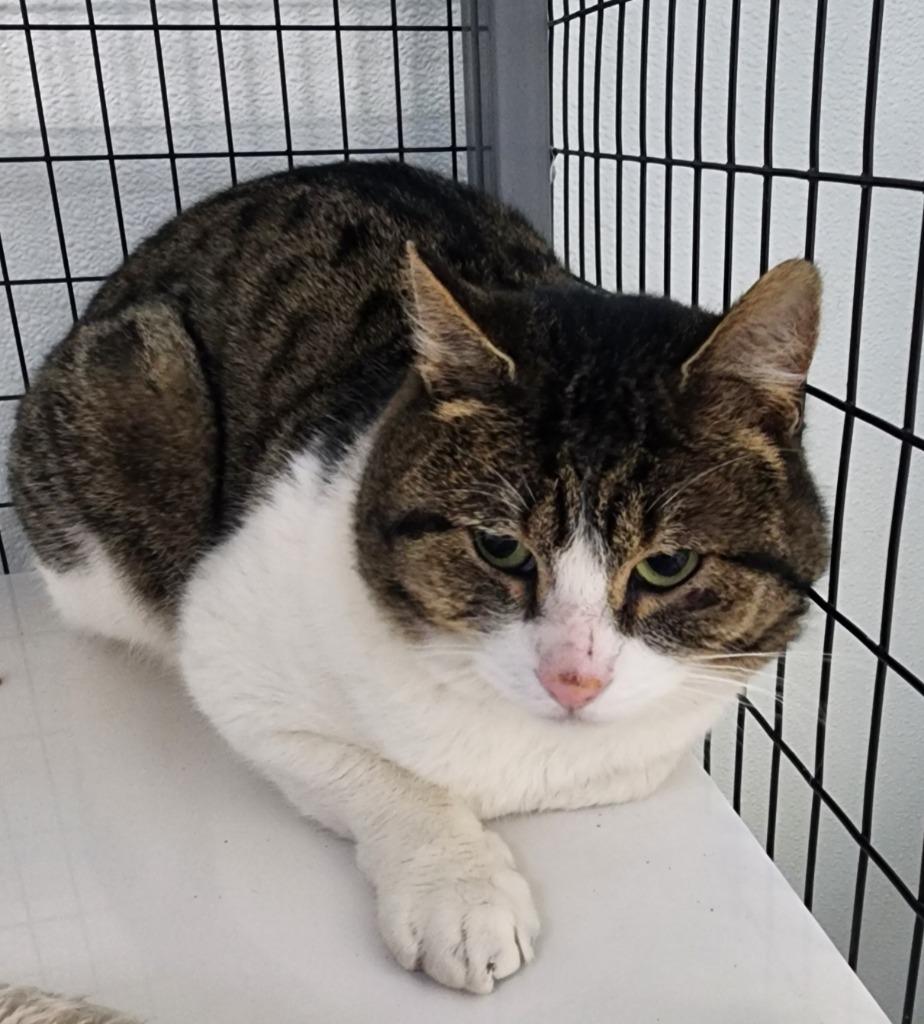 Little Lion, Adoptable, Adult Male Domestic Short Hair.