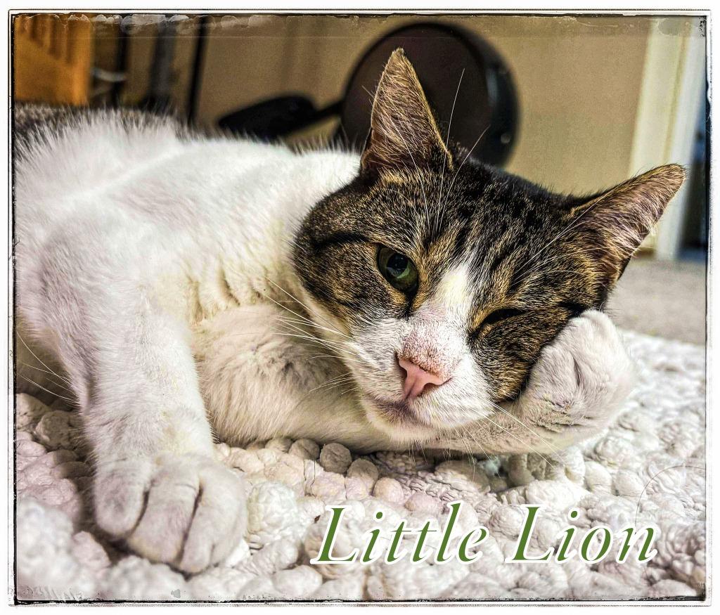 Little Lion, Adoptable, Adult Male Domestic Short Hair.