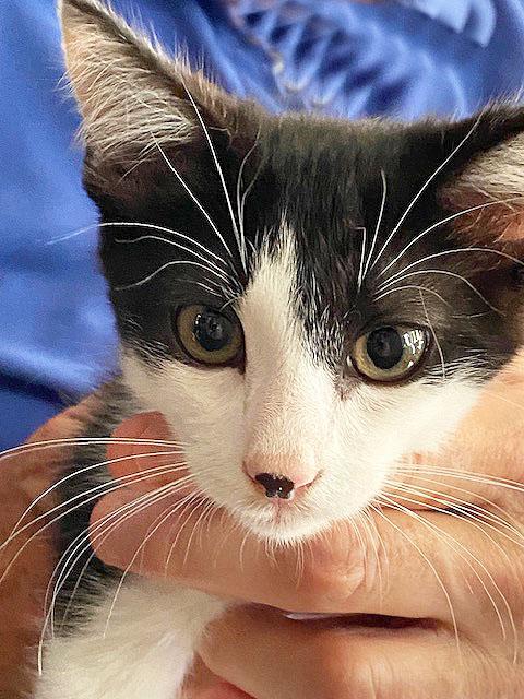 Enlarge Percy, a Adopted Domestic Short Hair in Leicester, NC image 1/3