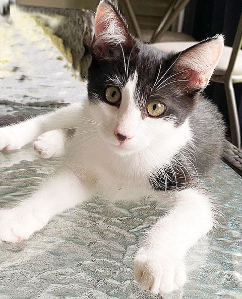 Enlarge Percy, a Adopted Domestic Short Hair in Leicester, NC image 2/3