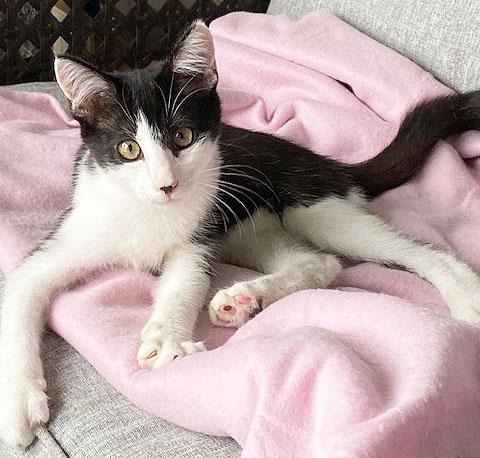 Enlarge Percy, a Adopted Domestic Short Hair in Leicester, NC image 3/3