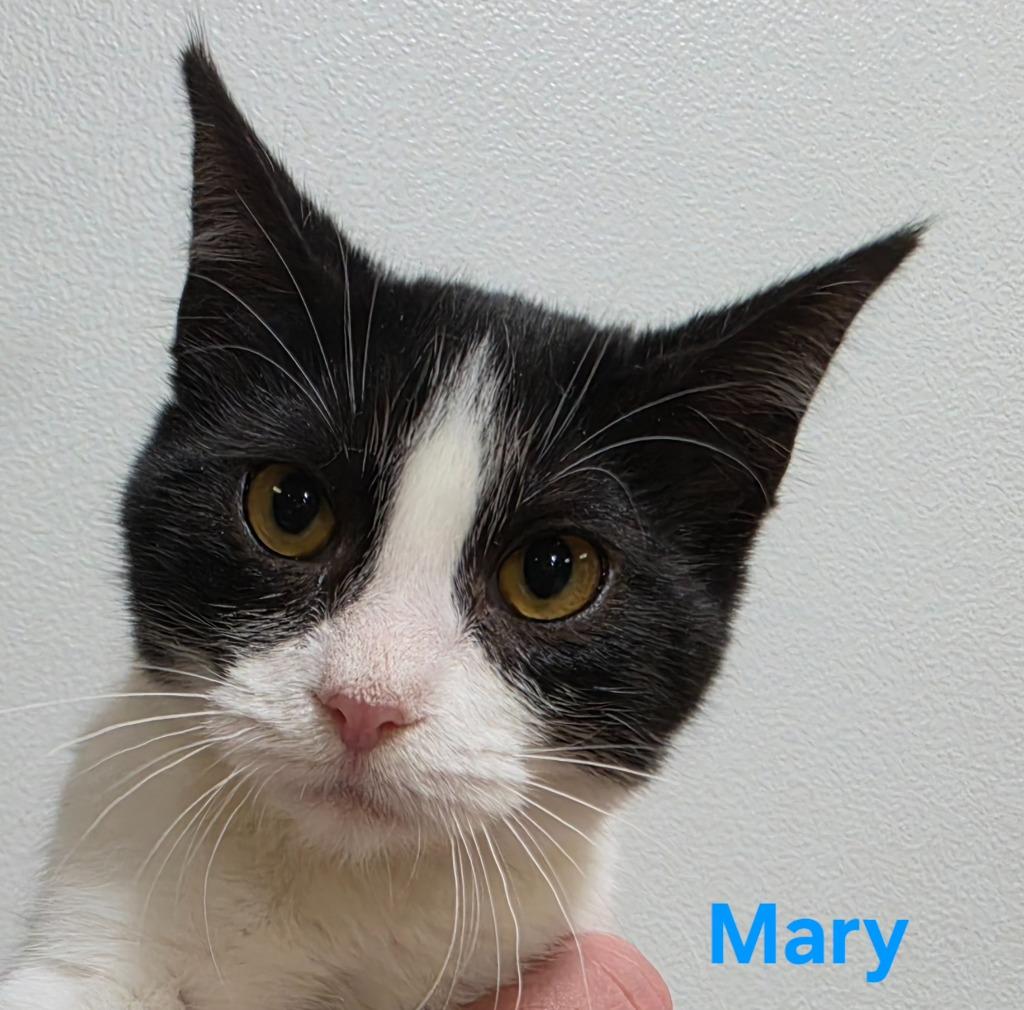 Enlarge Mary, a Adoptable Domestic Short Hair in Cloquet, MN image 1/1