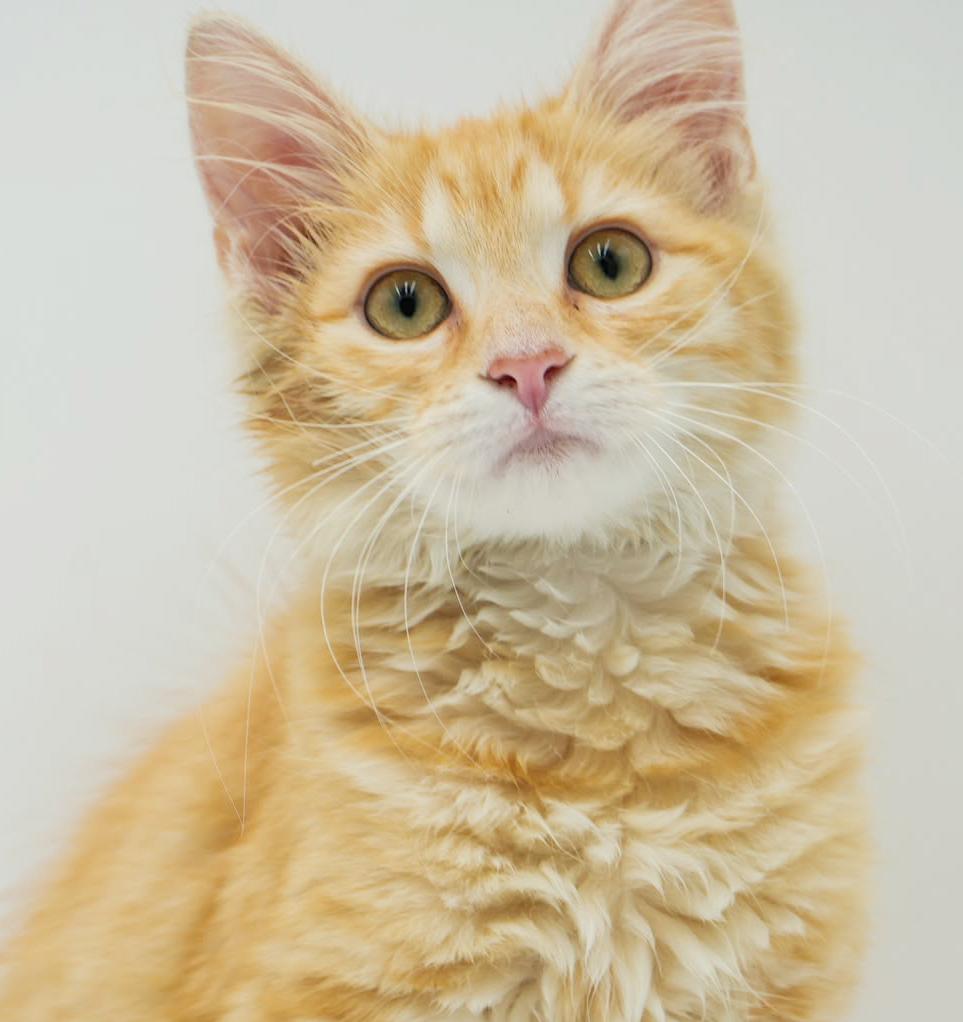 Gayle!  Your life can't be any greater with this tiny tot floof  Tabby Cat