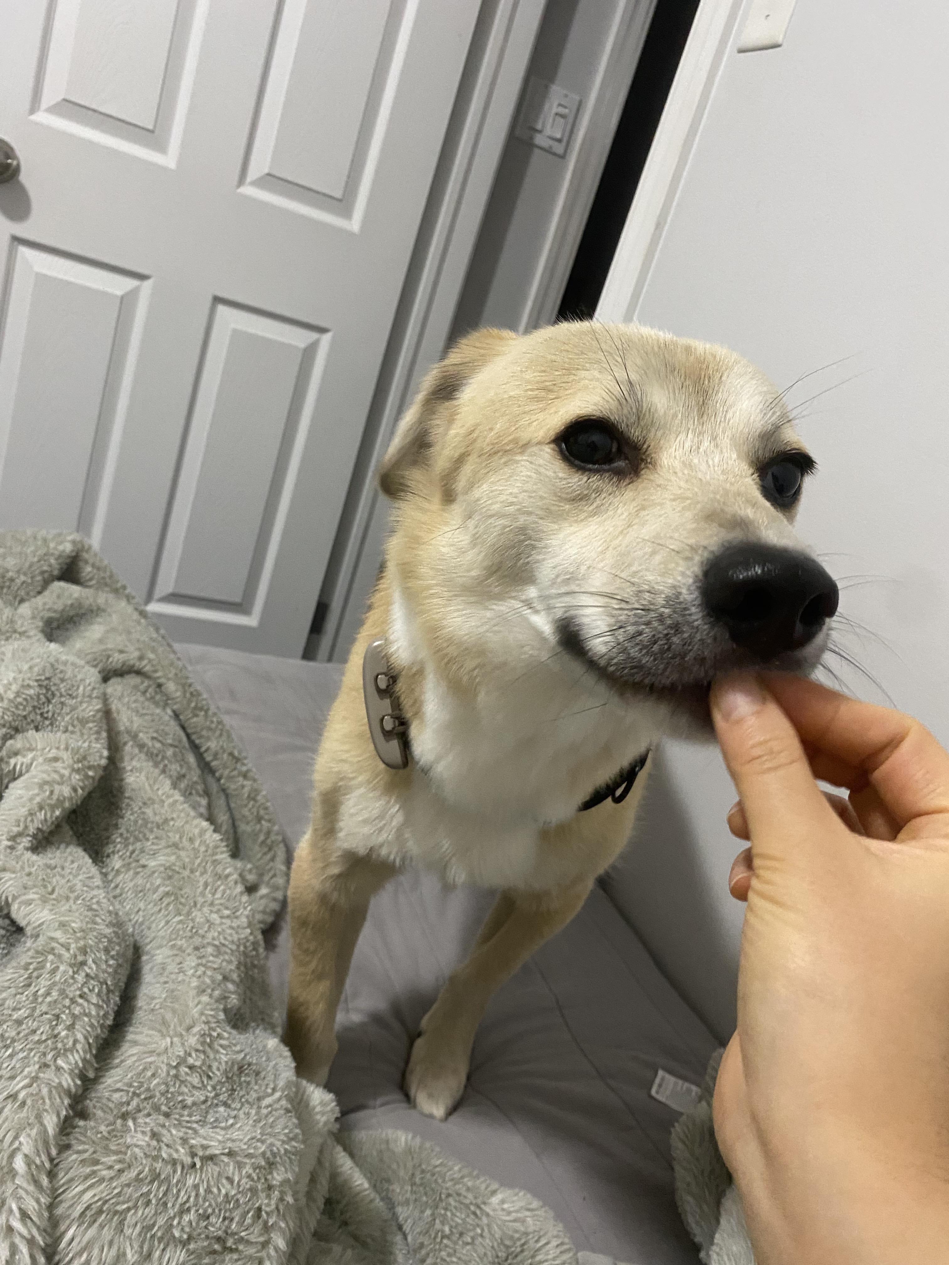 Youngsil, Adoptable, Adult Male Jindo & Beagle.